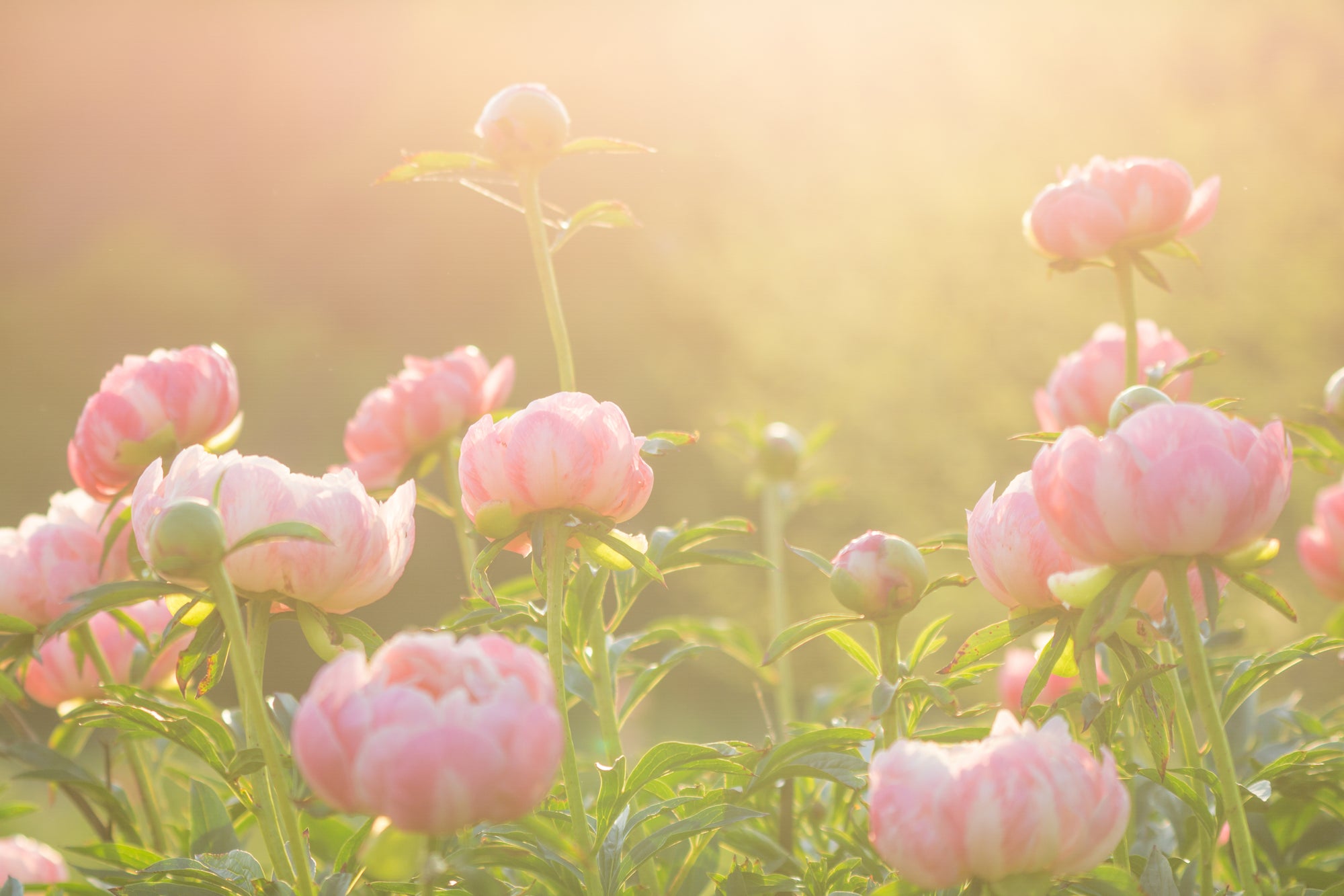 Bloementuin van pioenrozen